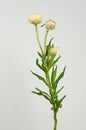 White helichrysum Straw flower bloomingÃÂ on white background Royalty Free Stock Photo